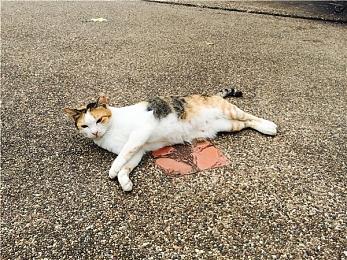 《小小诺娅：乐园继承者》销量突破20万 新史低促销开启